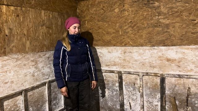 Отёл Джерсейской первотелки от сексированного семени! Сделали забор на новой ферме! смотреть онлайн