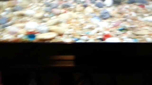 Update 54gallon tank clown loach and tiger barb смотреть онлайн