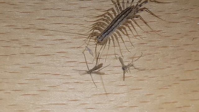 Scutigera coleoptrata eating Mosquito смотреть онлайн