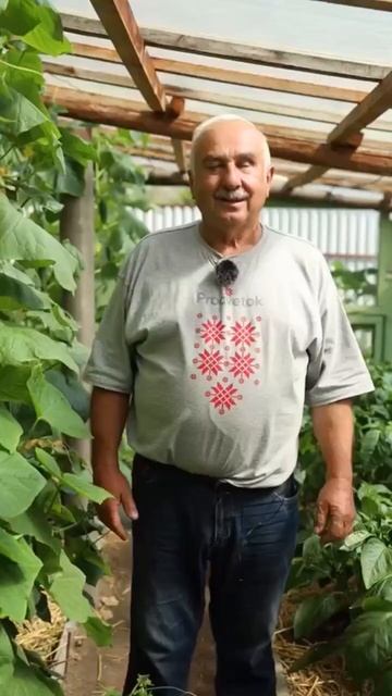 🥬 Это растение отпугивает белокрылку.Обязательно сохраните! - ❤️ смотреть онлайн