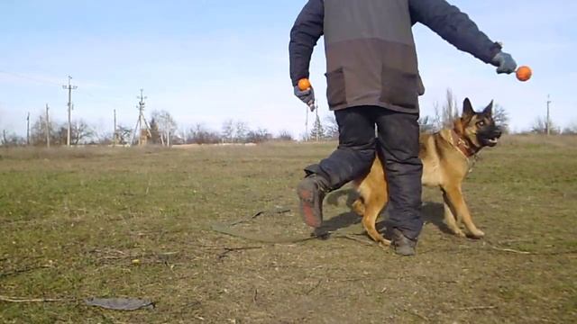 сидеть, лежать , стоять ( наведение кормом)1,12,22 смотреть онлайн