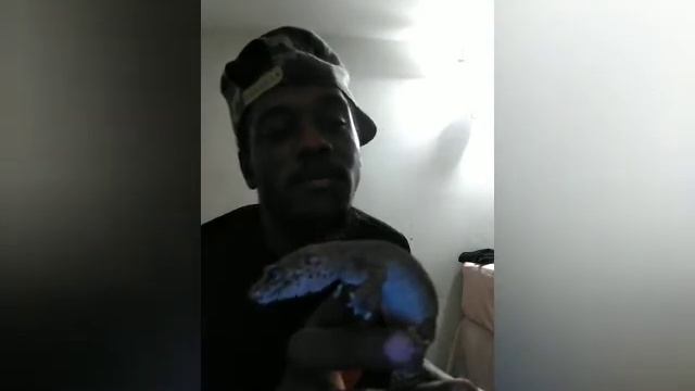 Tangerine Leopard Geckos | S.H.T/H.T смотреть онлайн