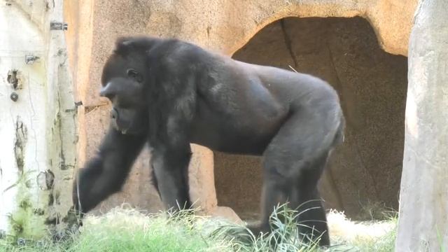 Gorilla 😃 Frank and Monroe relax afternoon & Frank show off смотреть онлайн