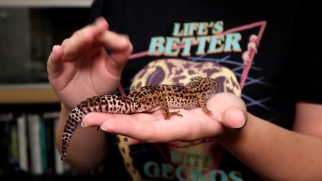 Tail Dropping, Biting & Mini Gecko Claws | HANDLING LEOPARD GECKOS смотреть онлайн