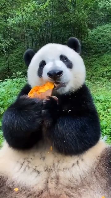 асмр видео-панда кушает смотреть онлайн