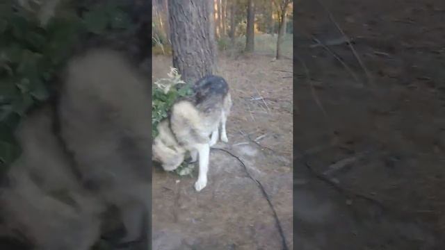 Как Маламут кушает груши смотреть онлайн