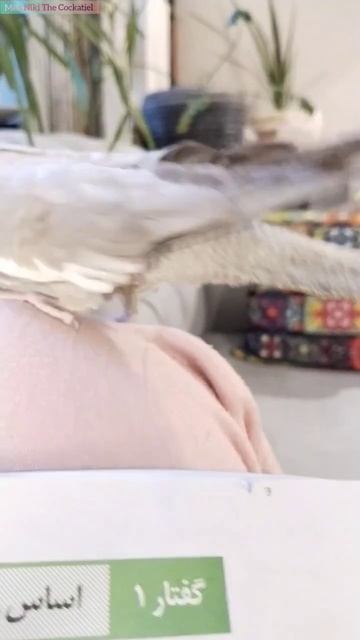Cute Bird Makes HILARIOUS Face 😂❤️ Cute And Funny Parrot 🦜😍 #birds #parrot #cockatiel #cute #shorts смотреть онлайн