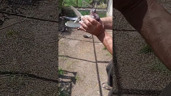 Курский турман (белозерово-ламоновы голуби)