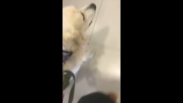 выполняю 10 заданий на лето с собакой :’) *сборник видео из тик тока* смотреть онлайн