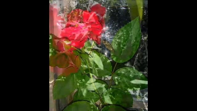 FLOR ESPECIAL (Autoral VANESSA VIOLA) смотреть онлайн