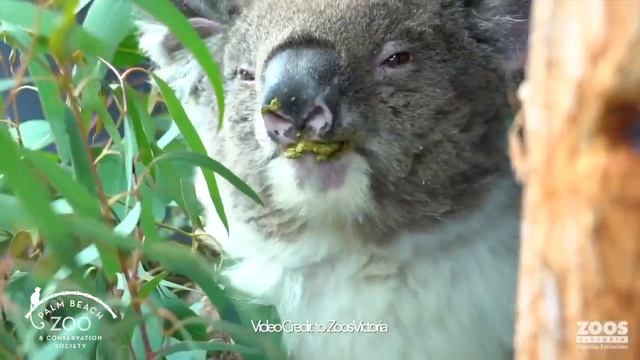 PBZ Episode - Koala Part 1 смотреть онлайн