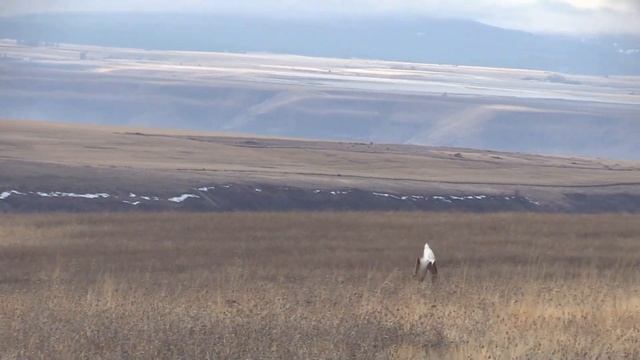 Coyote Hunting - Calling In Coyotes - MARKSMAN'S CREED - 5