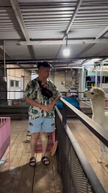 Trịnh Tú Trung năn nỉ chụp hình cùng lạc đà không bướu Alpaca nhưng bị từ chối смотреть онлайн