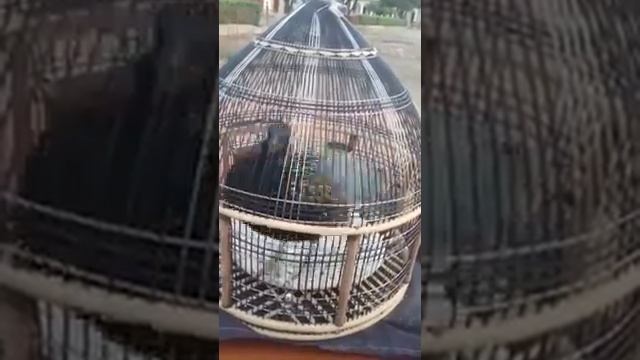 Black quail смотреть онлайн