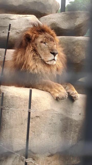 シーサーの日☁㉑ライオン・獅子・アルーシャくん★亜琉写・Lion・・・沖縄こどもの国・Okinawa Zoo & Museum(20210403) смотреть онлайн