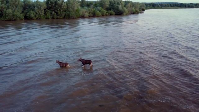 Прогулка лосей на рассвете смотреть онлайн