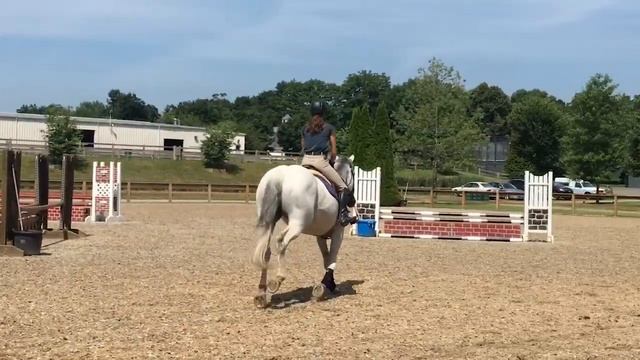 Eloise (Elle) — schooling over fences смотреть онлайн