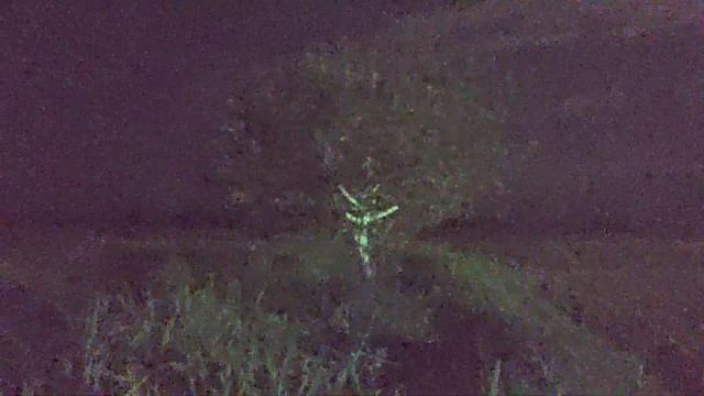 ночное пение птиц + соловей смотреть онлайн