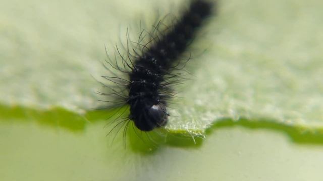 Day-old Emperor Moth Caterpillar, (Saturnia pavonia) смотреть онлайн