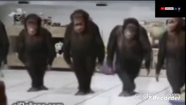 обезьяны из описания танцуют 🤣 смотреть онлайн