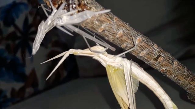 Toothpick grasshopper molting HD -part 3/4 (acrida ungarica) çekirgenin deri dökmes смотреть онлайн
