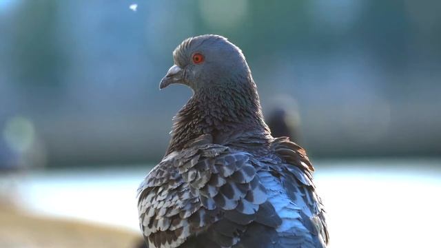 Голубь мира смотреть онлайн
