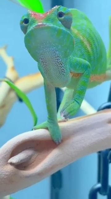 Хамелеон питомник МиМиМиКо смотреть онлайн