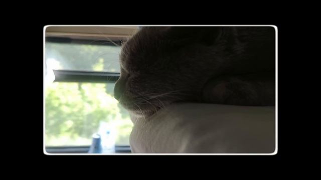 ОДЕССИТКА,КОШКА ЛУНЯ ,И Я ЕДЕМ В ПОЕЗДЕ НА КУБАНЬ В ГОРЯЧИЙ КЛЮЧ. смотреть онлайн