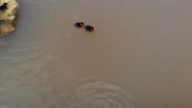 Duck family for a walk Утиная семейка на прогулке смотреть онлайн