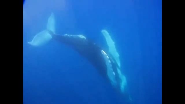 Whale Sounds: The Singing Whale - Humpback Whale Sound