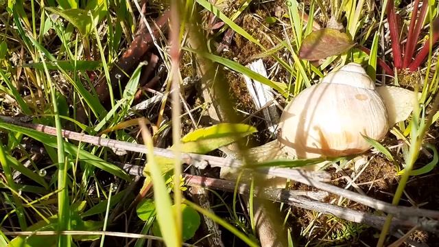 Helix pomatia (albino) смотреть онлайн