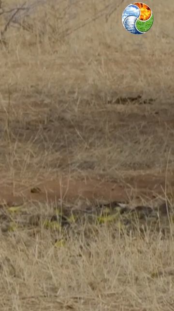 cardumen de pajaros смотреть онлайн