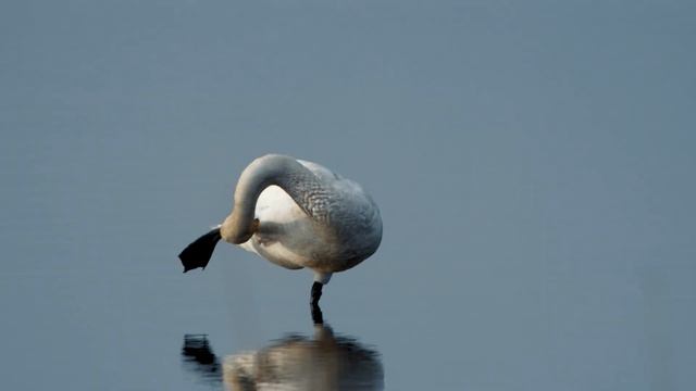 Чистота - залог здоровья! смотреть онлайн