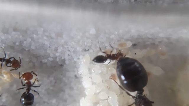 🐜Update #3 Crematogaster scutellaris ~Alek Ants смотреть онлайн