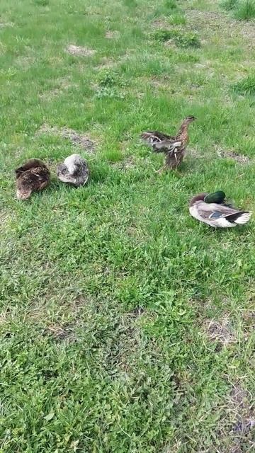 Утки после водных процедур #подсадныеутки #кряква #серебрянка #чубарая #селезень смотреть онлайн