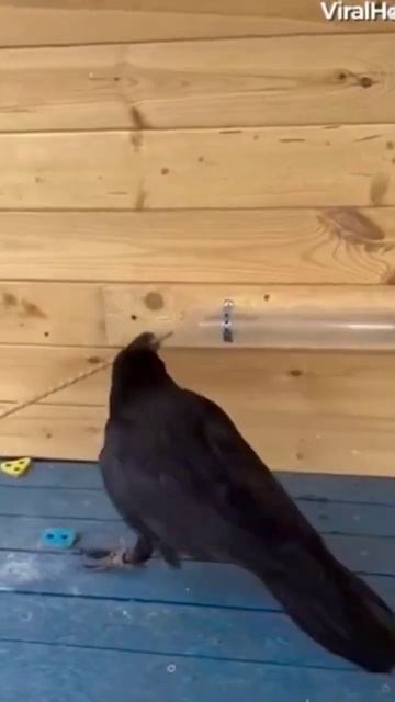 умный ворон #shorts #viral #funny смотреть онлайн