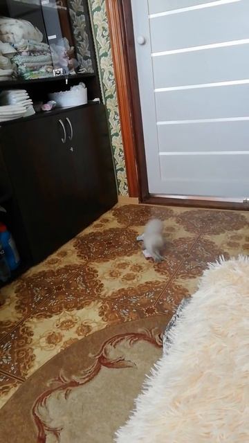 Невская маскарадная, котенок Кеша играет с носочками смотреть онлайн