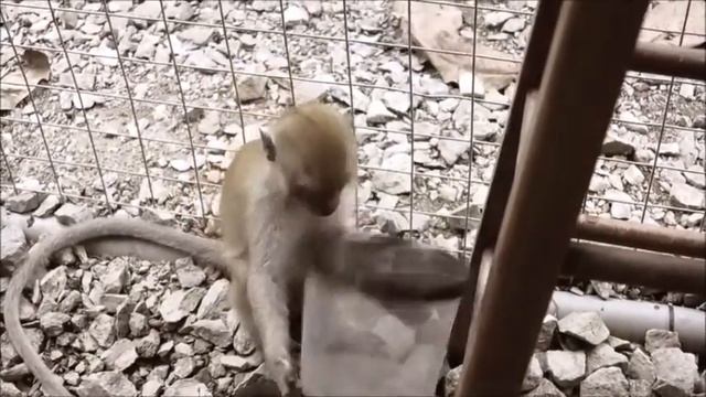 Monkey had to work hard before she can eat смотреть онлайн