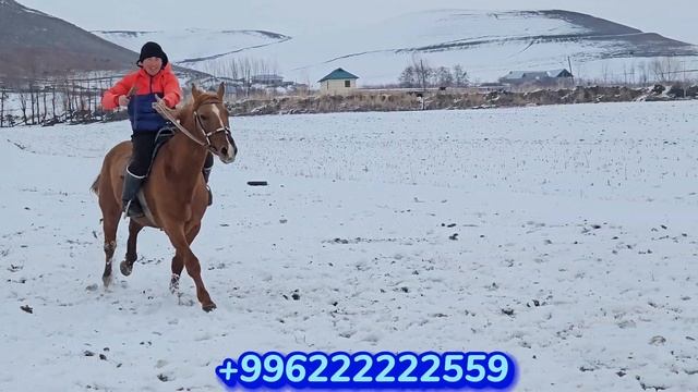 САТАМ КЕТЕМ АРЗАН ЭЛЕ👍7 февраля 2024 г. смотреть онлайн