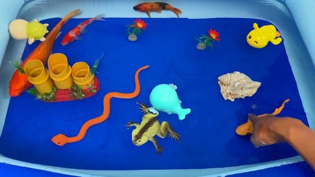 Cute Animals, Koi, Manfish, Goldfish, Starfish, Sperm Whale, Shark, Snake, Crocodile, Turtle, Duck смотреть онлайн