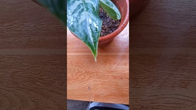 FREE silver pony zebra!congrats sa nanalo смотреть онлайн