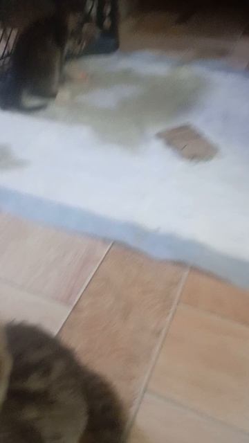 Полбенгалы смотреть онлайн