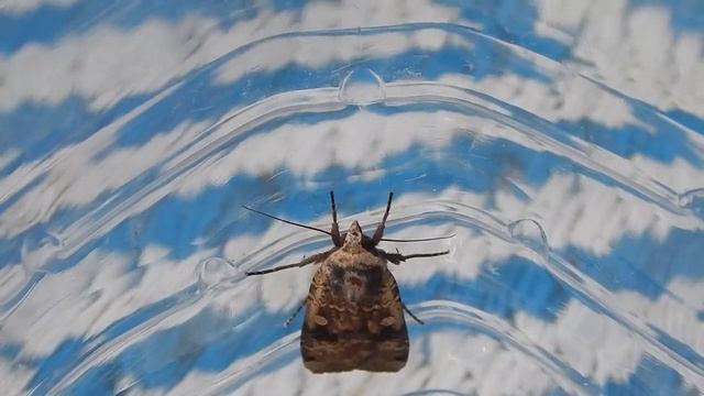 Hatching a Large Yellow Underwing смотреть онлайн
