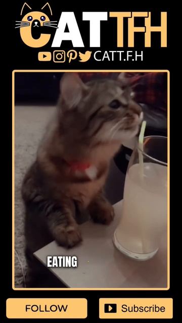 Cats Vomiting 🤔 смотреть онлайн