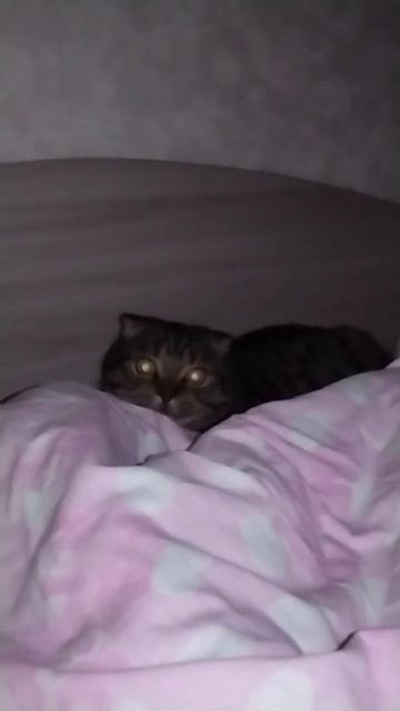 6 признаков счастливого котика #кот #кошки смотреть онлайн