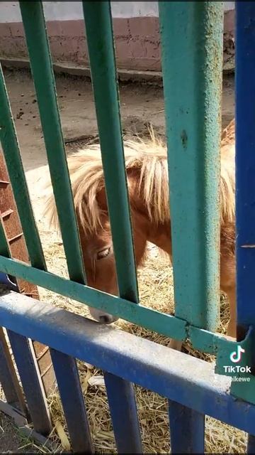 Пони рыжий пони смотреть онлайн