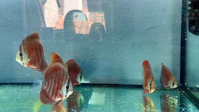 Red cover discus смотреть онлайн