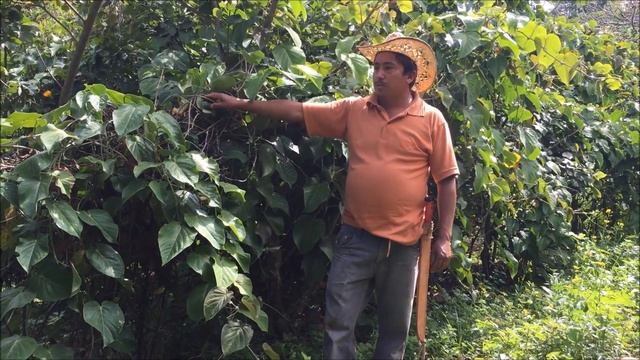 PRODUCCION DE GRANADILLA ADRS PAPALOS смотреть онлайн
