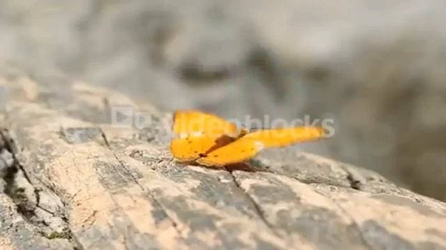 COMMON LEOPARD BUTTERFLY PHALNTA PHALNTA PHALNFA DRURY RESTING ON A WOOD SHZ3T 3DYL смотреть онлайн
