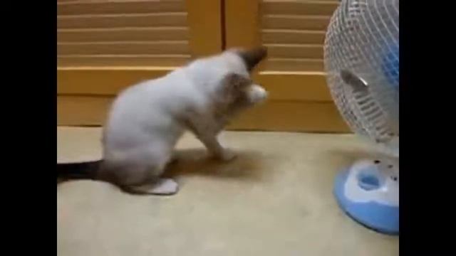 Смешные кошки.Часть 3 смотреть онлайн